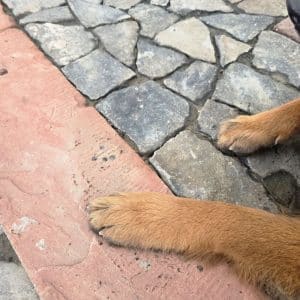Basalt Katzenk&ouml;pfe antik Neubau Altbau Restaurierungen Musterboden nachhaltiger Gartenbau
